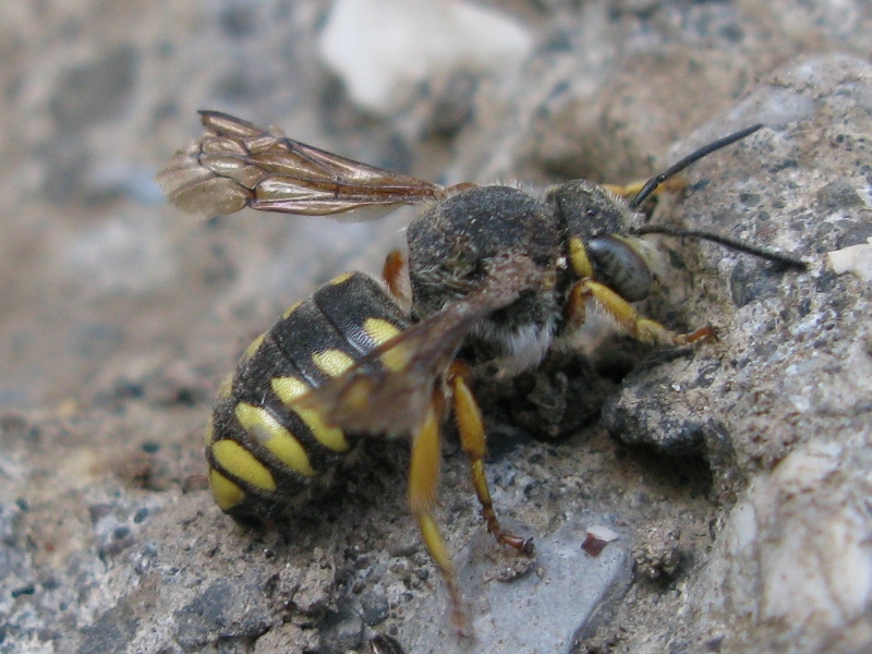 Maschio di Rhodanthidium septemdentatum